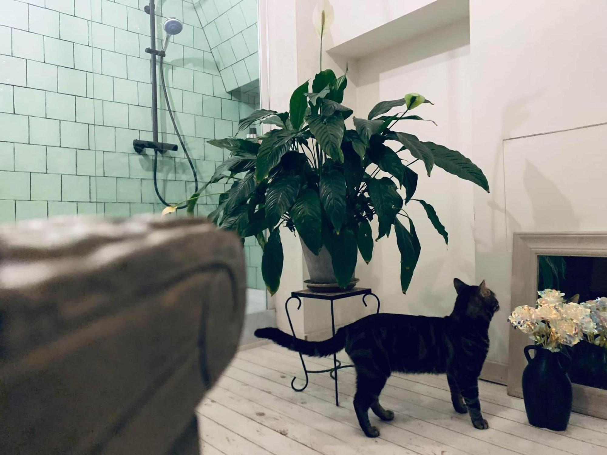 Mystic'S Lodge Antwerpen Eksteriør billede